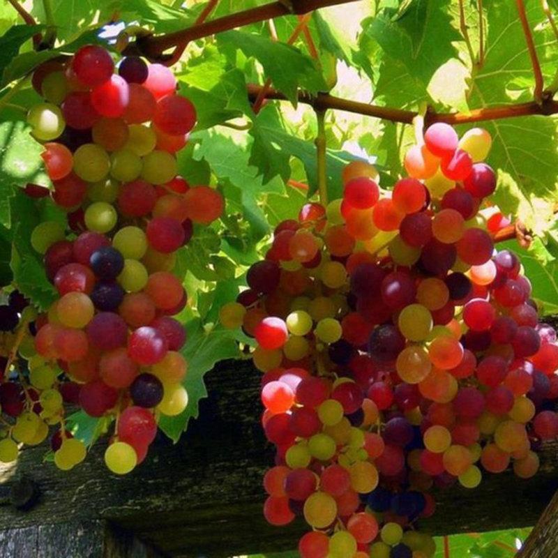 [ SP Mới Về] - Hạt giống nho cầu vồng