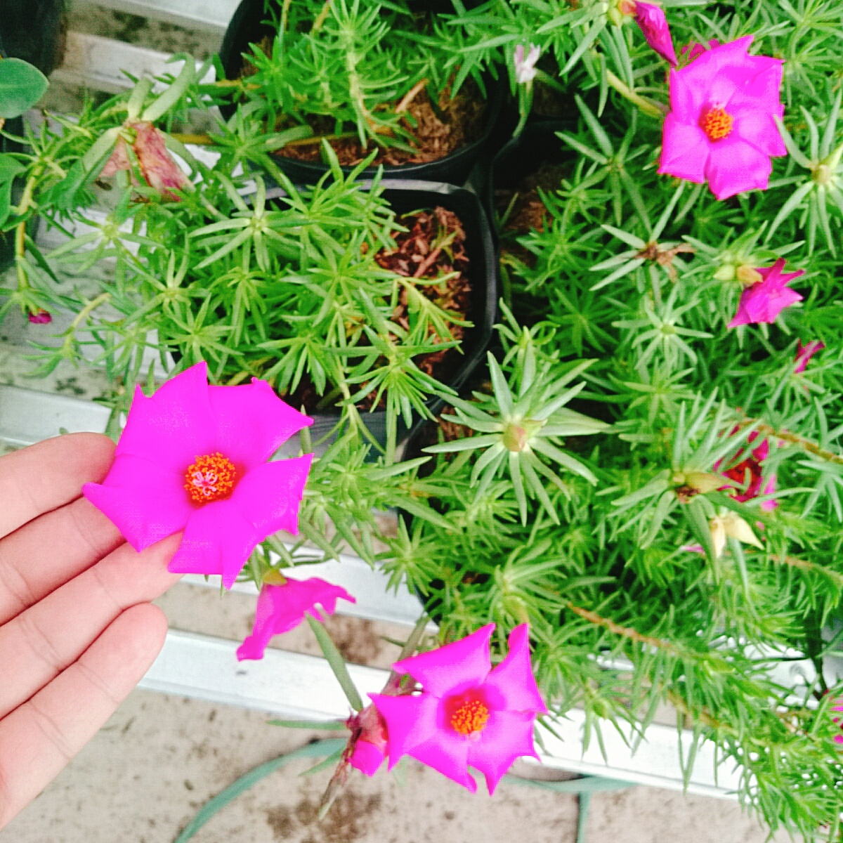 Cây Hoa Mười Giờ Mỹ - cây cảnh sân vườn