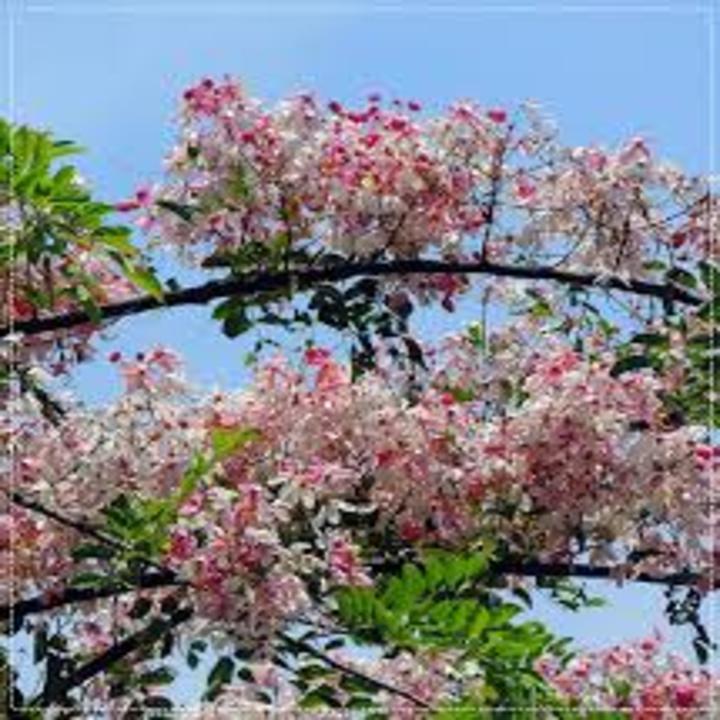 COM BO 4 Cây Muồng Hoa Đào Giống Mới