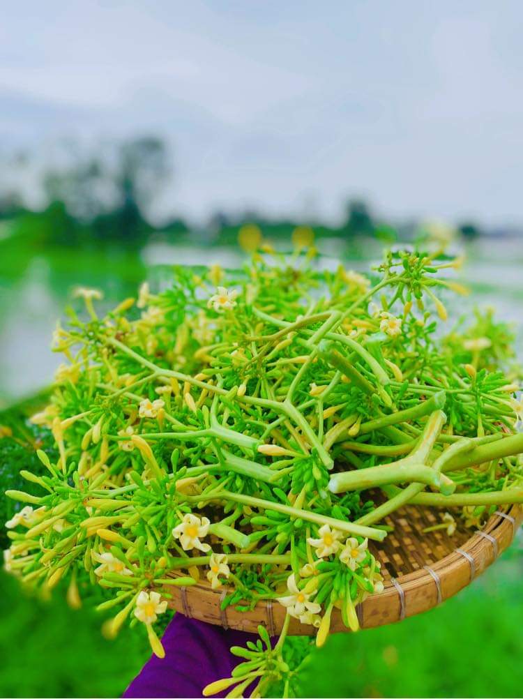 Mật Ong Rừng Ngâm Hoa Đu Đủ Đực