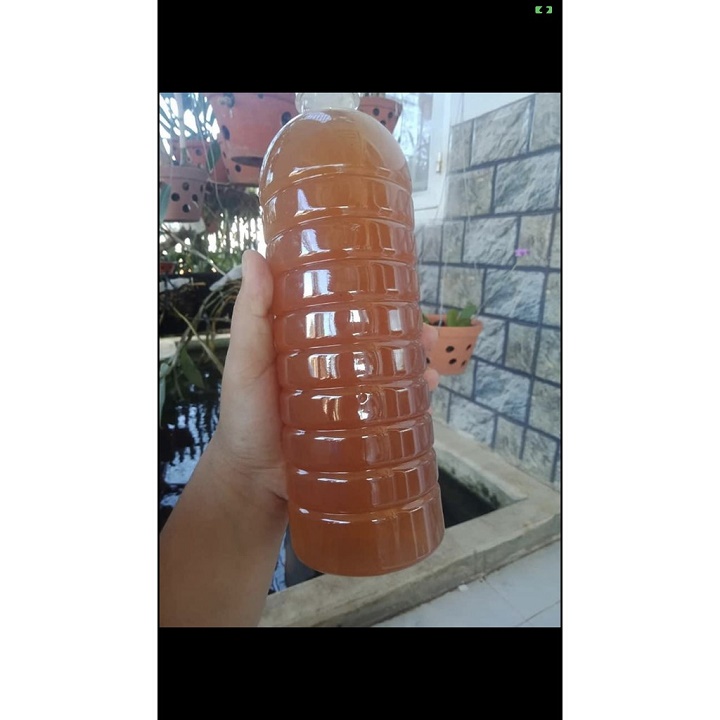 Mật ong hoa cà phê LÂM ĐỒNG chai 1lít