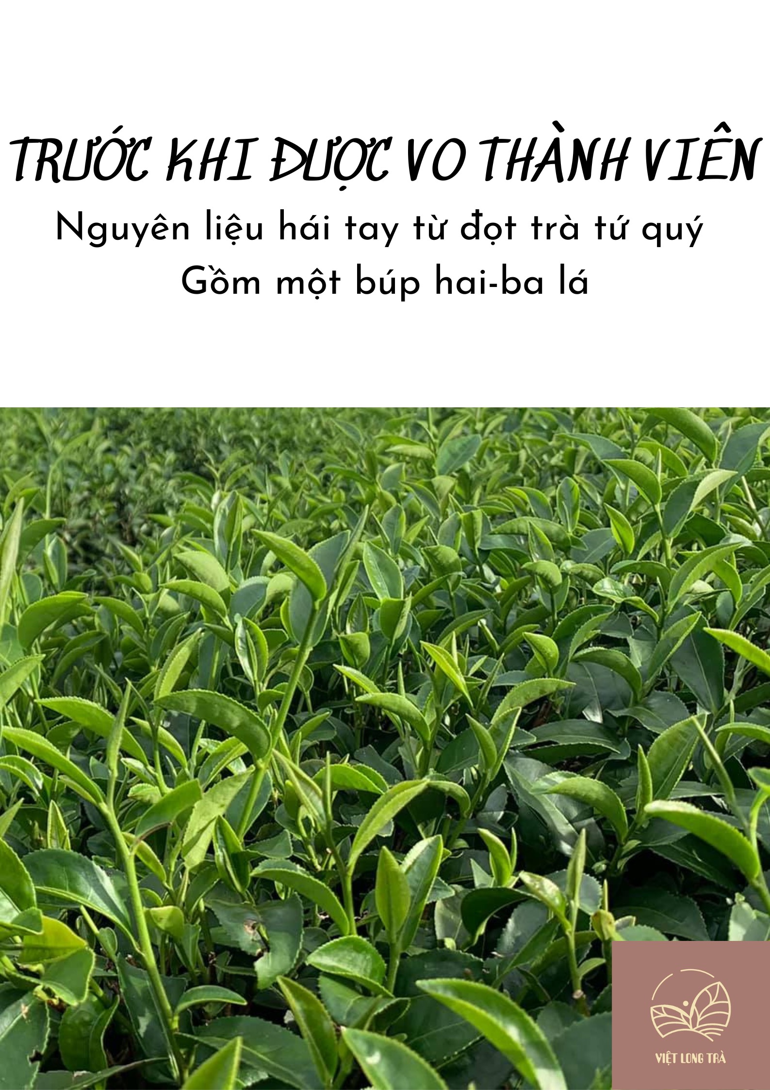 Trà Oolong Tứ Quý - 100g - Việt Long Trà