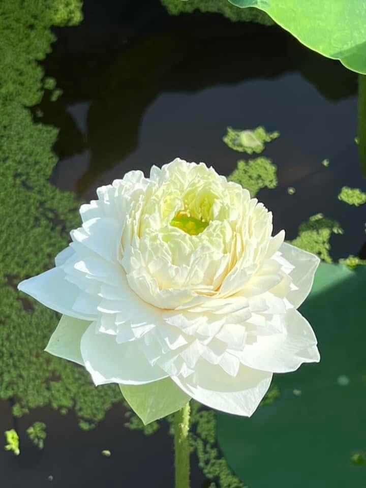 Sen Ngàn Cánh Trắng_ Củ Giống