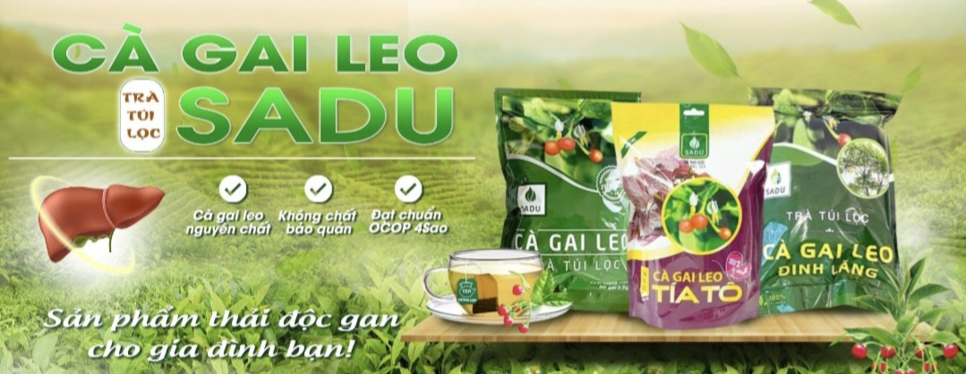 Trà XẠ ĐEN cà gai leo Sadu 250g