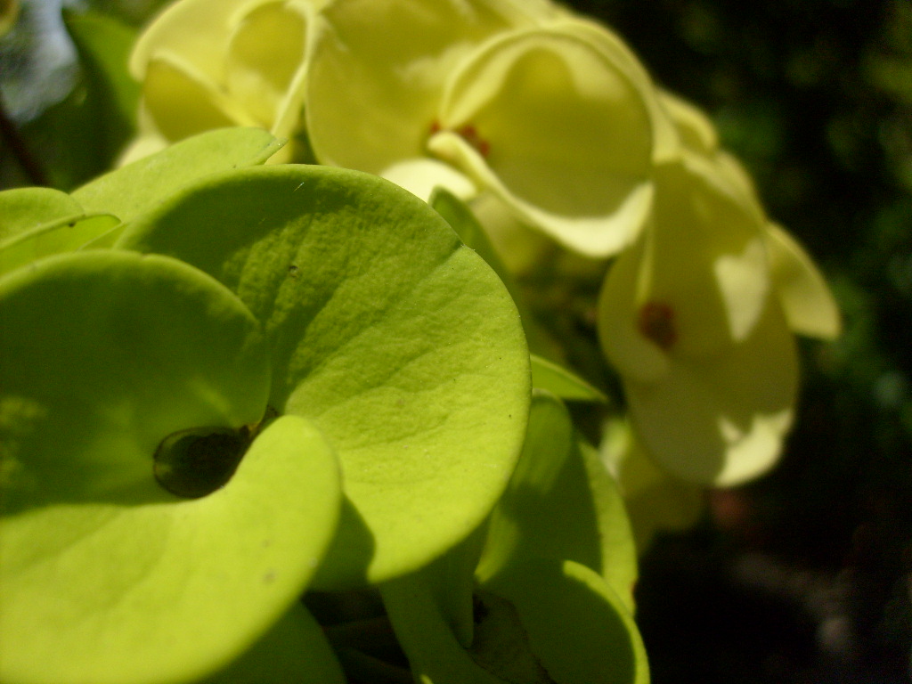 Cây giống xương rồng bát tiên size S