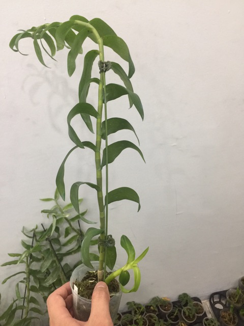 Hoa phong lan Đại Bạch Long hàng đài