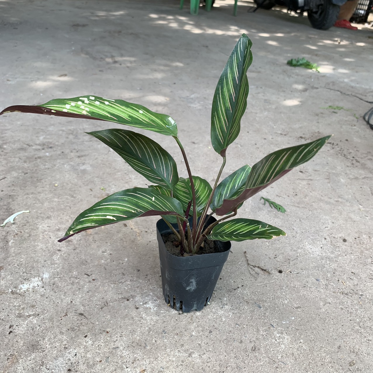 Cây giống đuôi công, giao cây đã ổn định rễ cứng cáp
