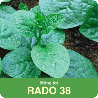 [HCM]Hạt Giống Mồng Tơi Rado - Gói 20 gram (nhanh thu hoạch,  năng suất cao)