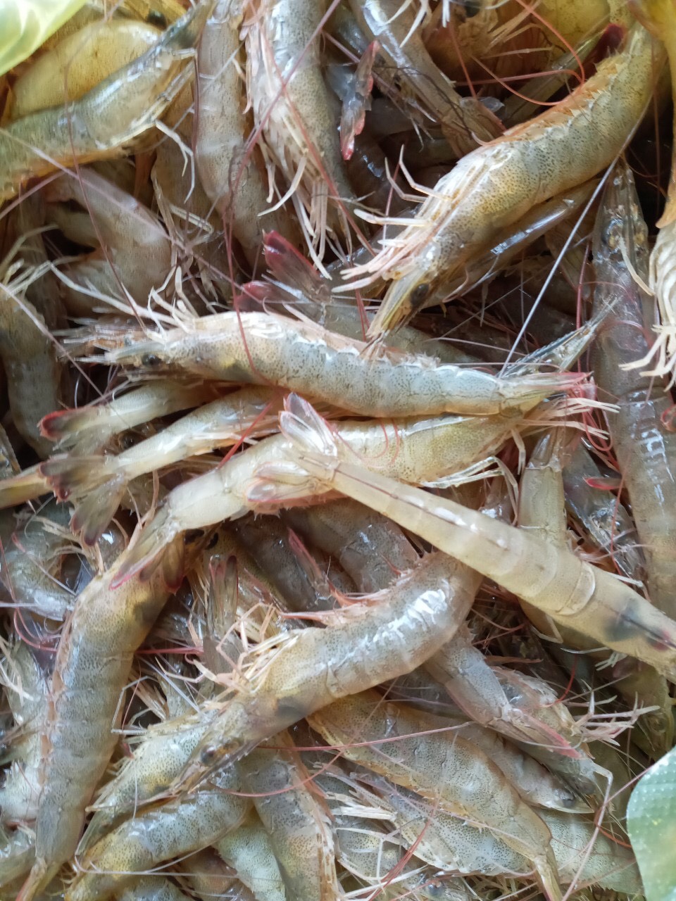 500g TÔM ĐẤT PHƠI KHÔ (nhỏ) - BÁN ĐÚNG GIÁ - HÀNG ĐÚNG CHẤT
