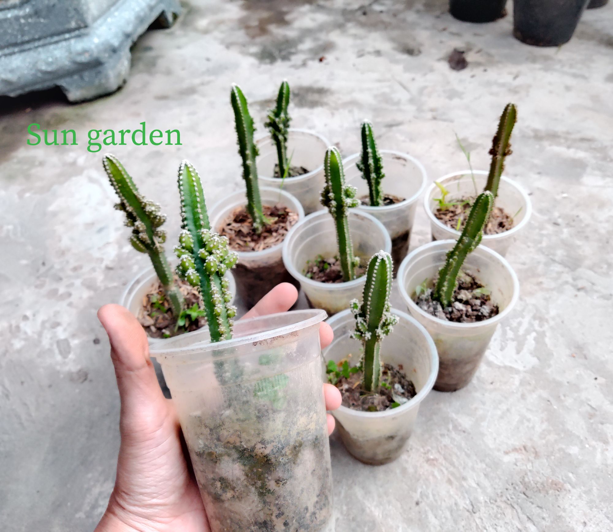 CÂY GIỐNG XƯƠNG RỒNG THÁP