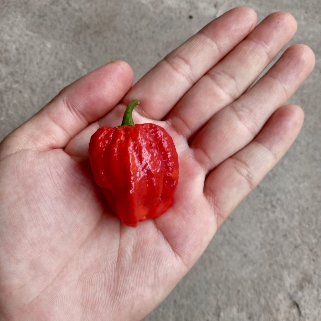 1 Trái Ớt Carolina Reaper Red