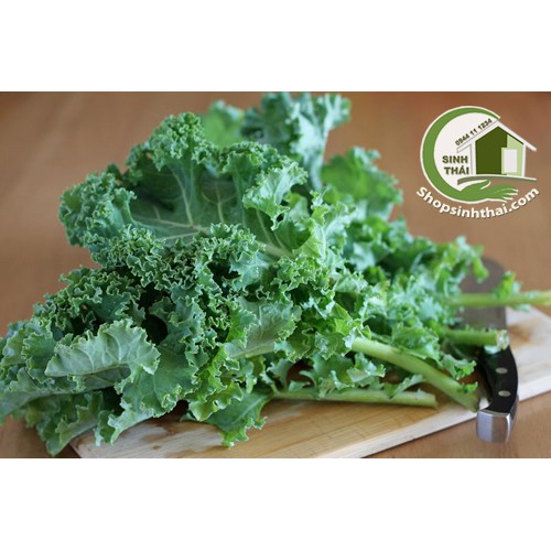 [HCM]Hạt giống cải xoăn Kale