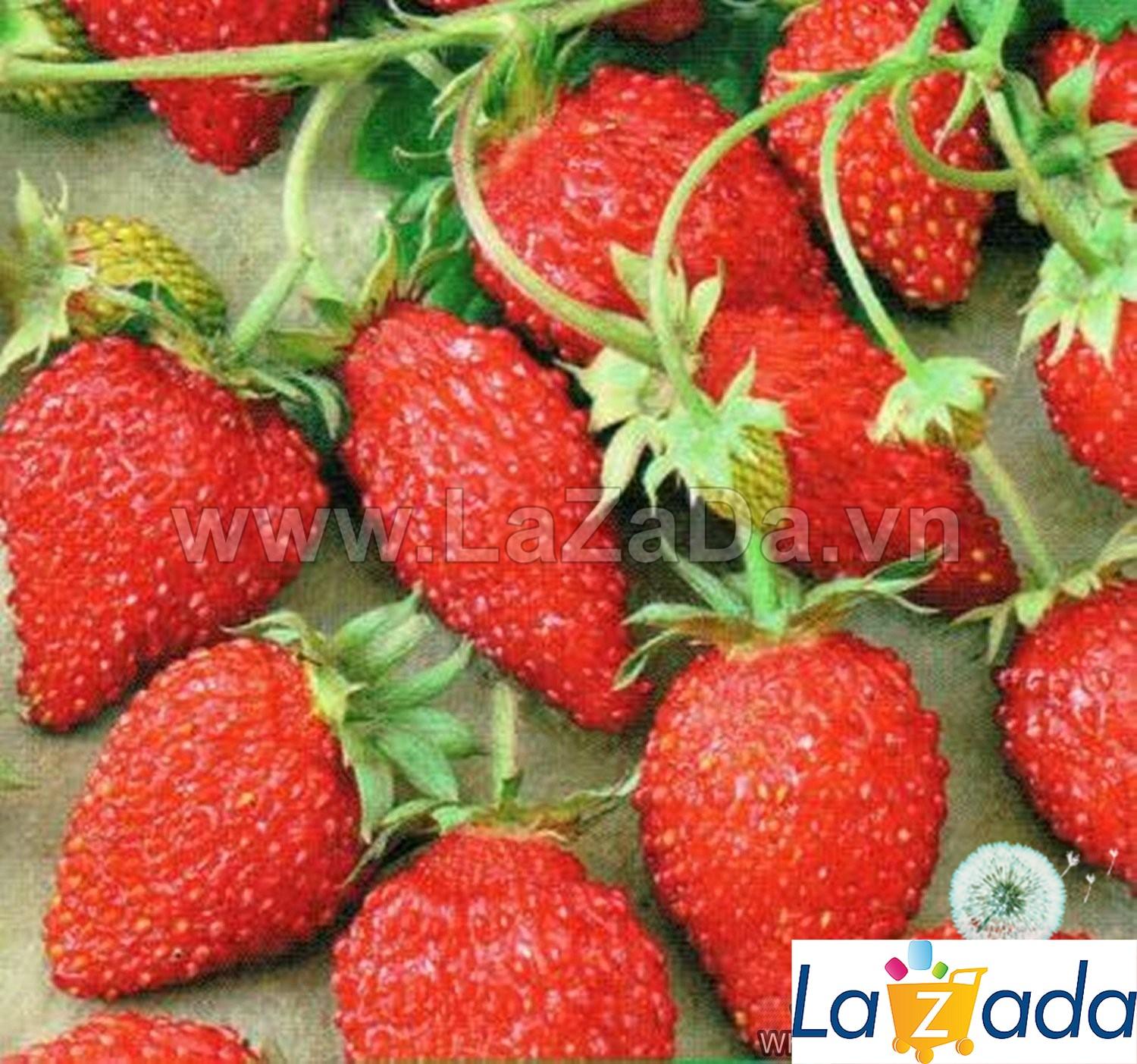 20h Hạt Giống Dâu Tây Mỹ Rugen Siêu Ngon (B3.404| A1*W22*M186)