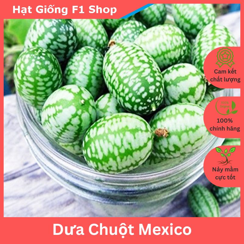 Hạt Giống Dưa Chuột Mexico - Dưa Hấu Mini Gói 5 Hạt (227.F1)