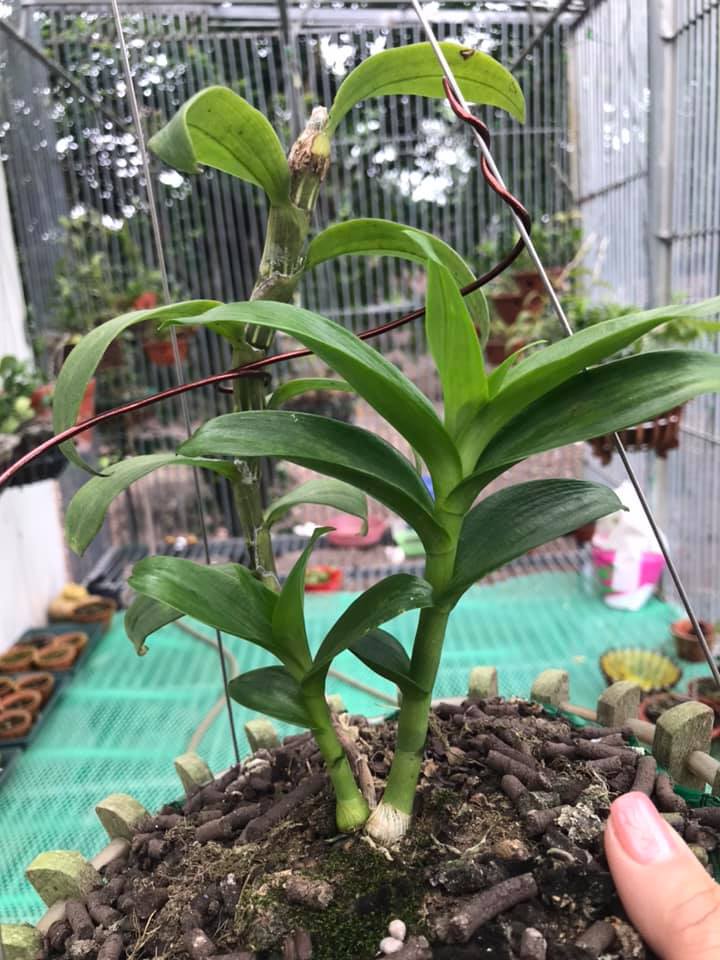 Giả Hạc Hoa Hồng Đỏ ( Red Rose )