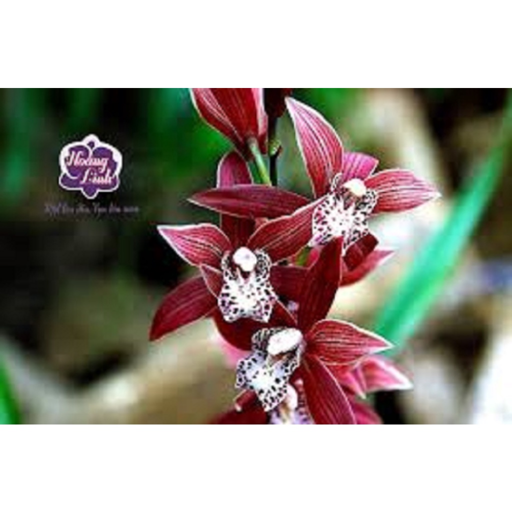 CHẬU ĐỊA LAN C.ỌP ĐỎ ( ĐỊA LAN ĐẦU ĐỎ)
