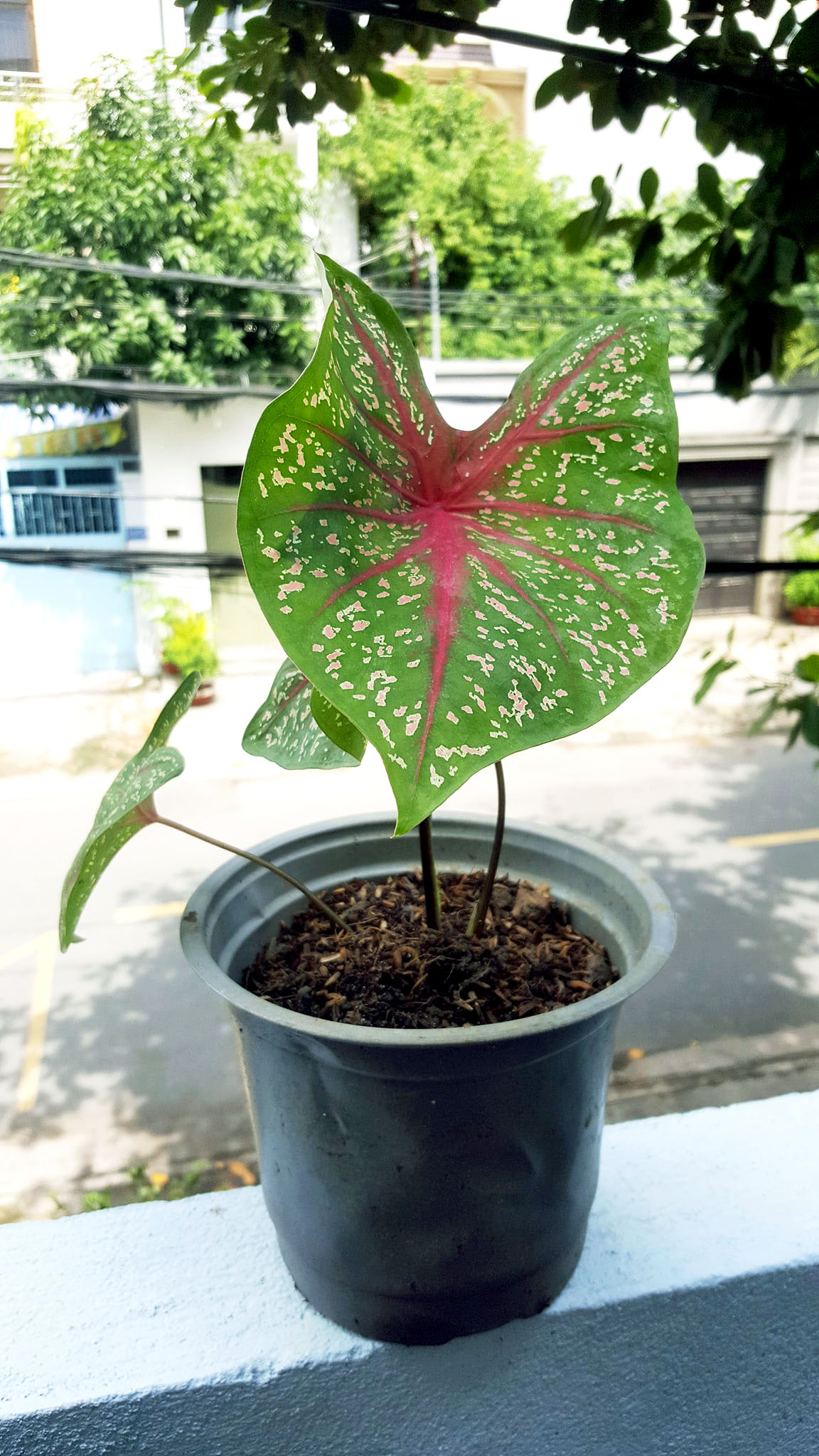 Cây môn kiểng gân hồng