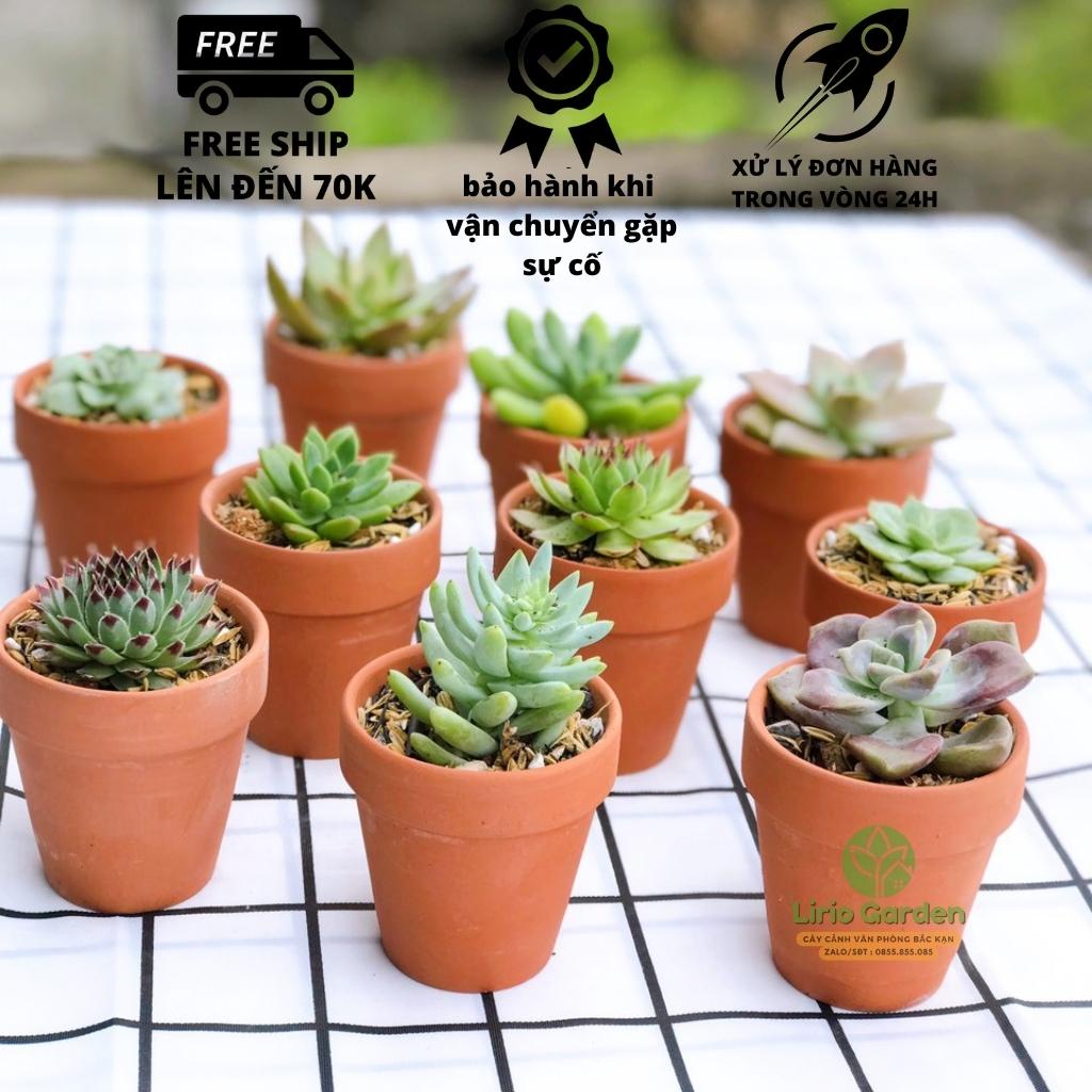 combo 10 cây sen đá kèm 10 chậu đất nung [ gửi cây ngẫu nhiên ]