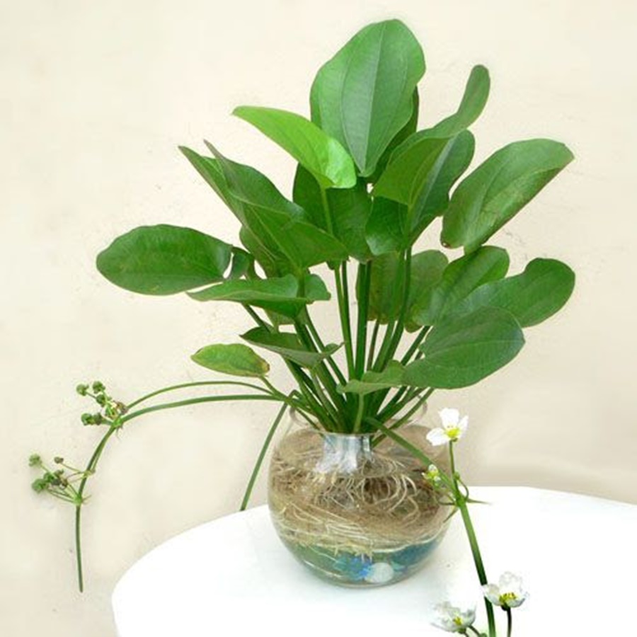 Bách thuỷ tiên  mang đến may mắn thịnh vượng (cây trưởng thành)