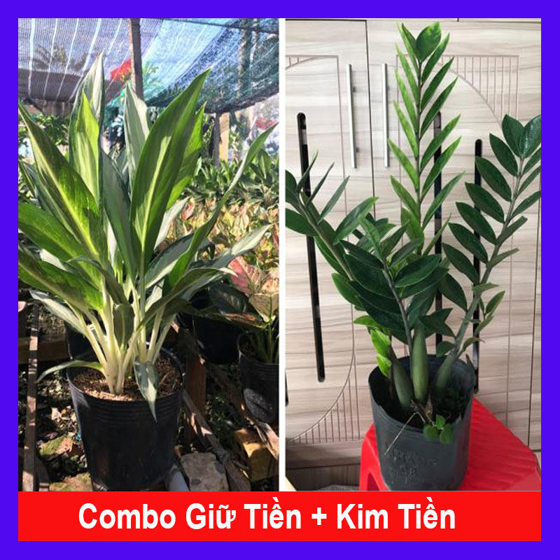 Combo phong thủy tiết kiệm ( giữ tiền + kim tiền)