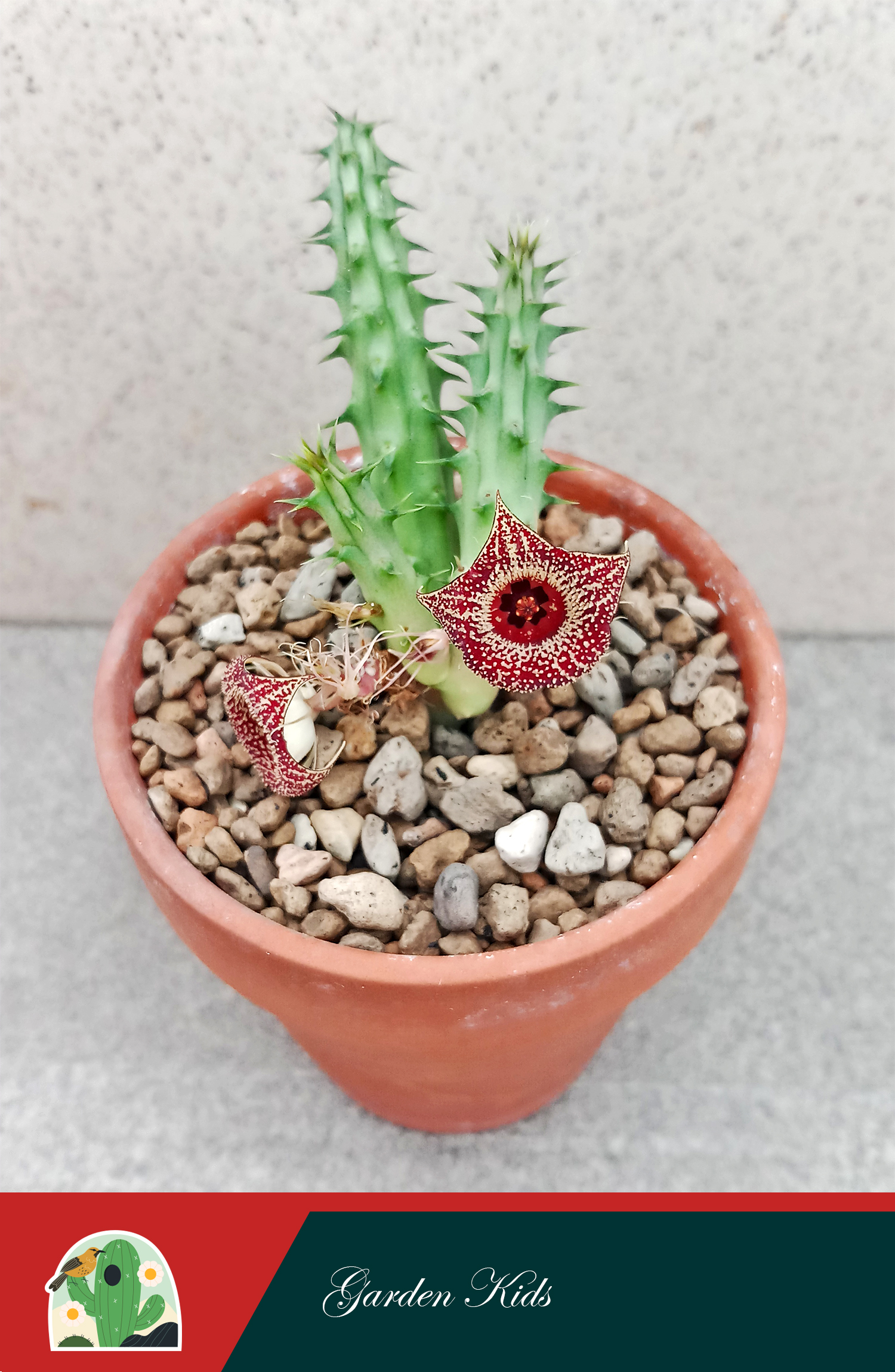 Xương rồng sao biển hoa đỏ (Huernia Strawberry Frosting)