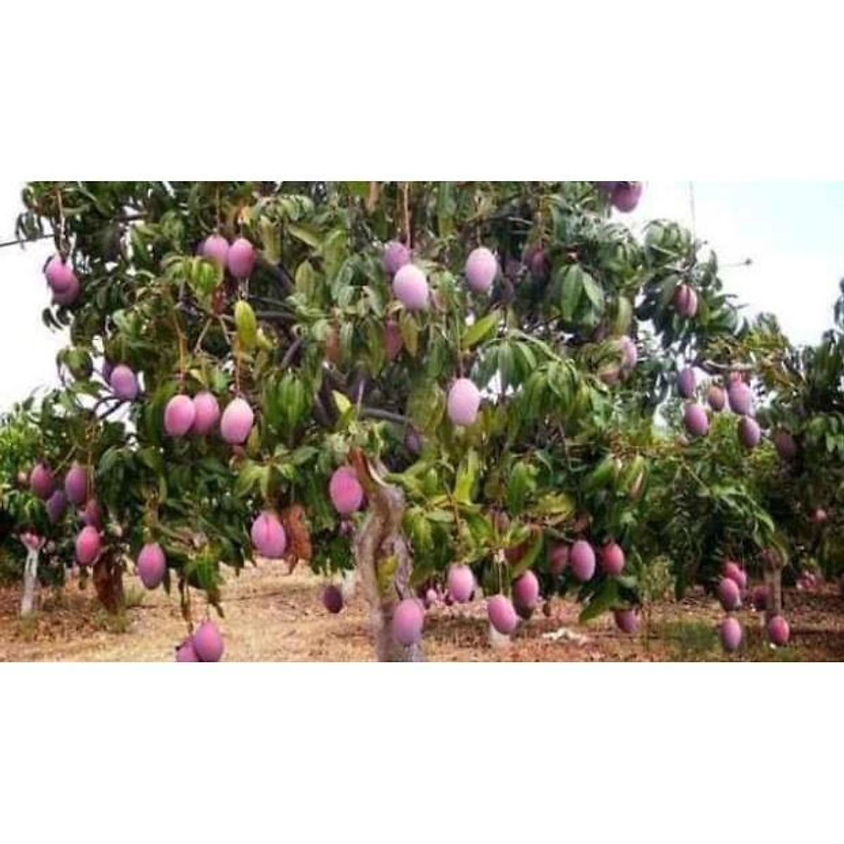 Cây Giống Xoài Thái Tím