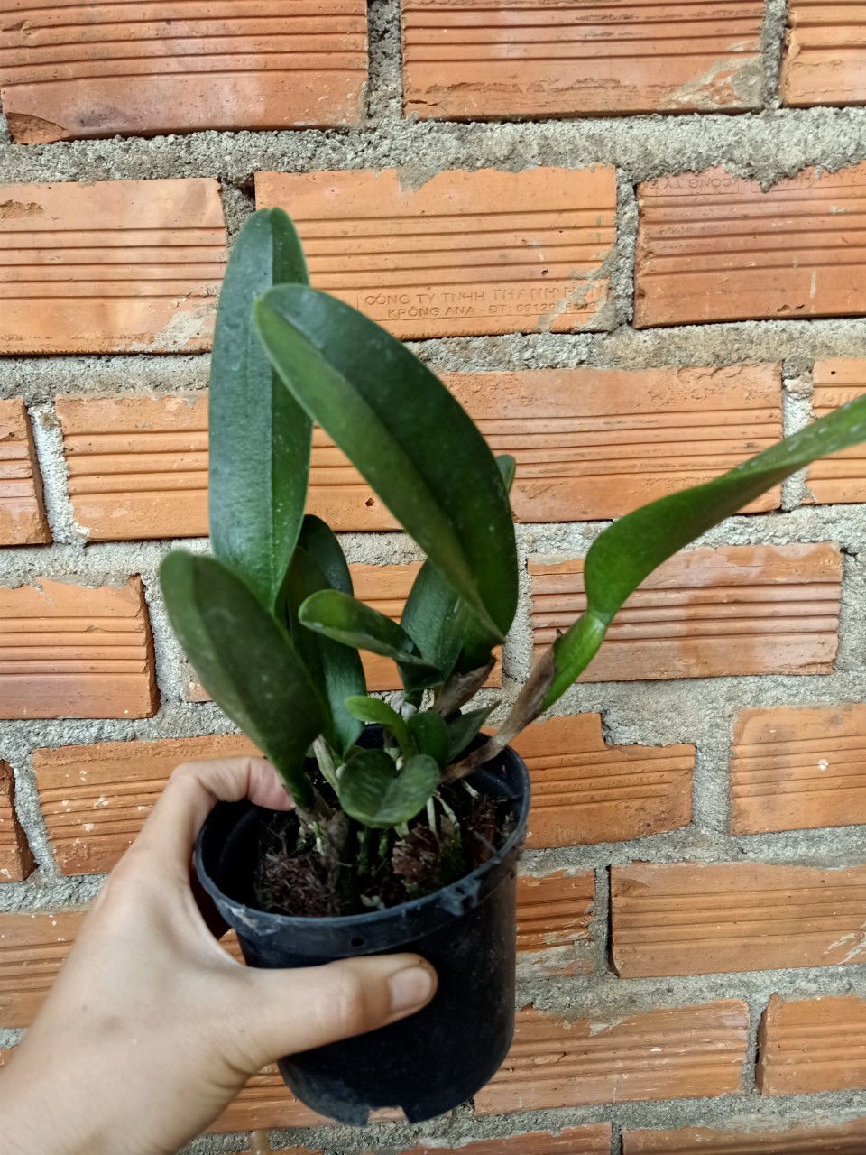 hoa lan CATTLEYA THỊNH ĐẠT. chậu trưởng thành chưa hoa