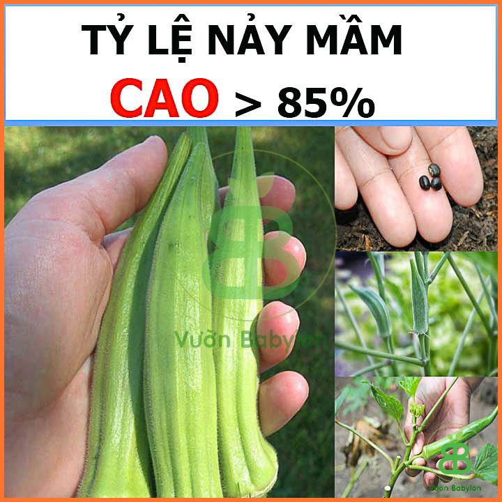 20Gr Hạt Giống Đậu Bắp Xanh Cao sản