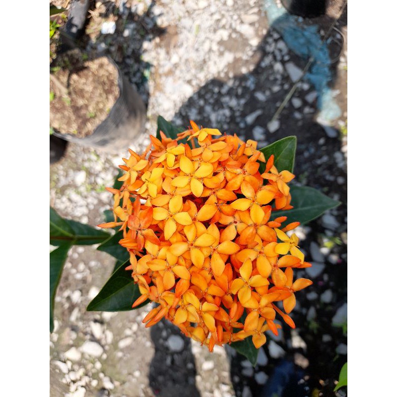 Mẫu Đơn Mỹ Cam - Cây Bông Trang Cam