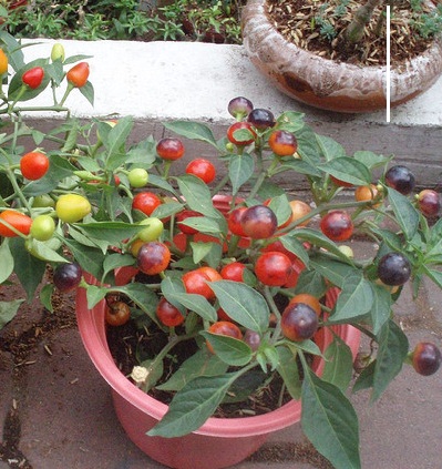 "Gói 30 Hạt " Hạt giống Ớt kiểng quả tròn