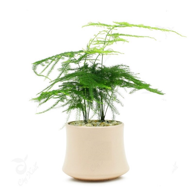 Cây thuỷ tùng cả chậu sứ