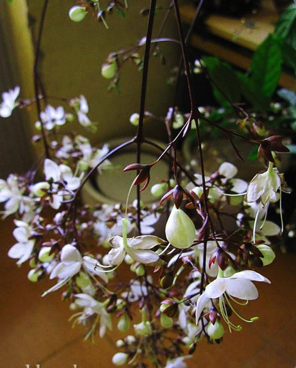 COMBO 05 Cây DẠ NGỌC MINH CHÂU - Hoa treo, sai hoa màu sắc đẹp - Cây giống Phong thủy mang thịnh vượng gia chủ uh tín chất lượng