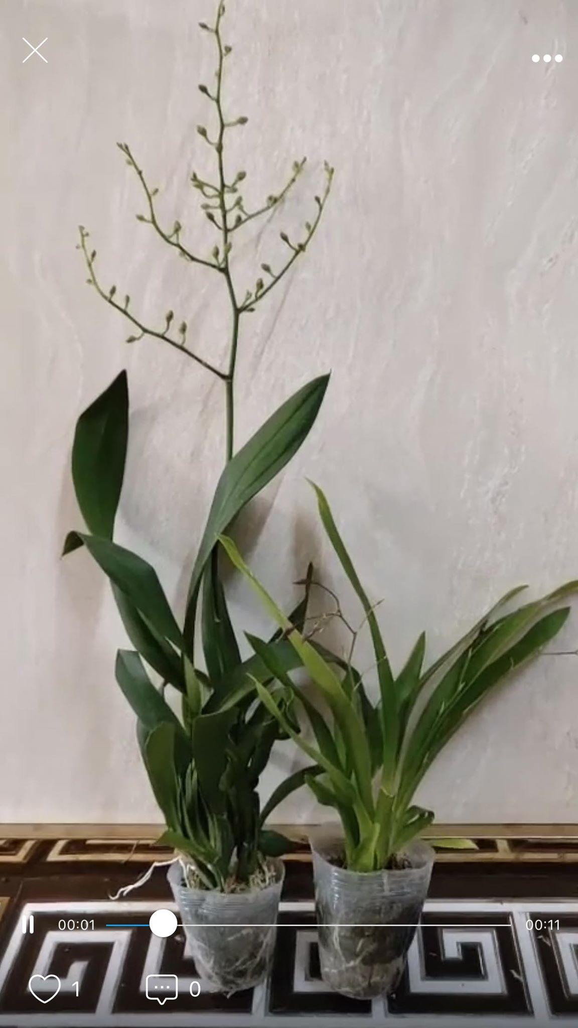 lan vũ nữ ĐỎ