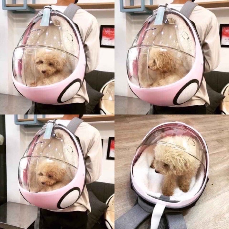 Balo bọ rùa Lady Bug vận chuyển cho chó mèo