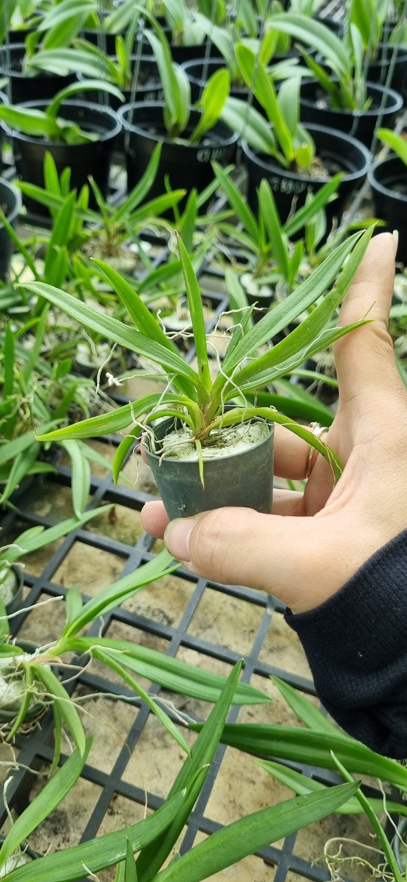 Hoa lan Vũ nữ peru size cây giống