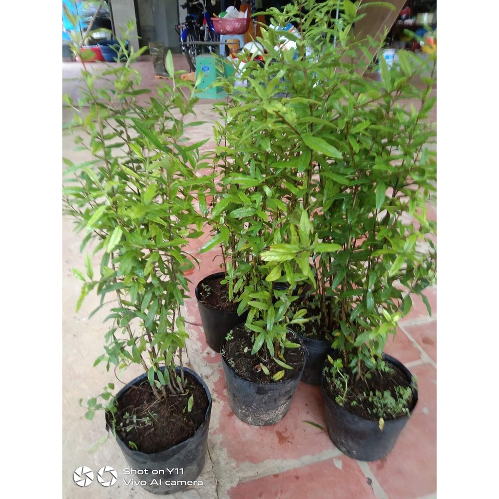 Cây Giống Lựu PeRu ( chuẩn giống)