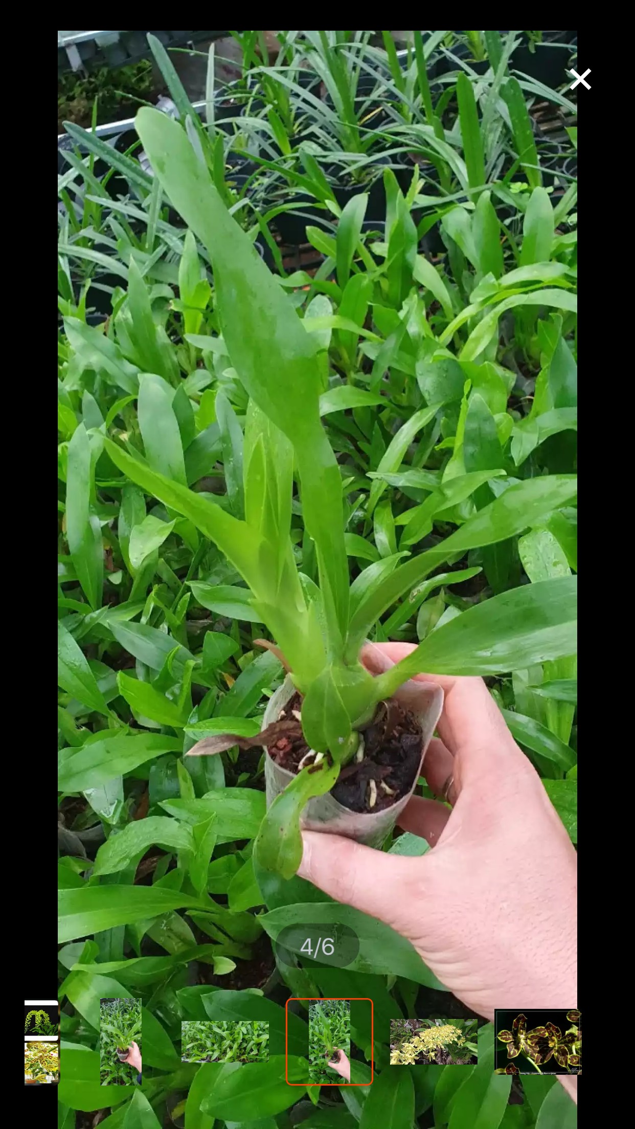Hoa lan vũ nữ Bút chì hàng giống