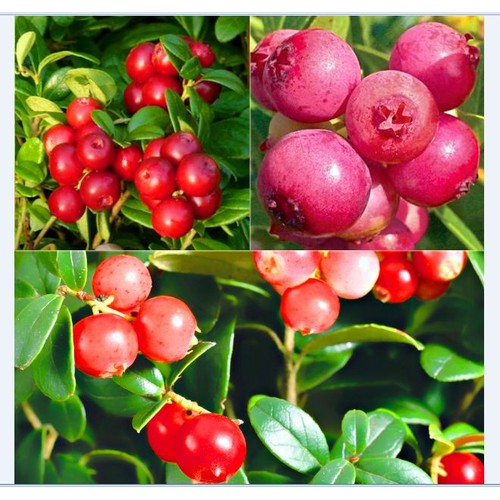 Hạt giống cây ăn trái việt quất đỏ ( gói 30 hạt )