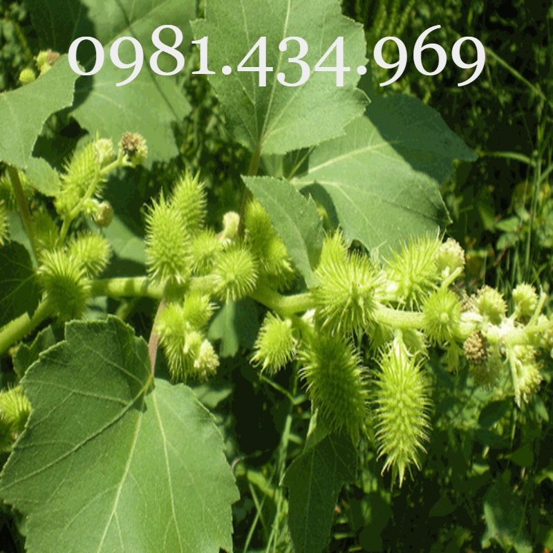 Cây Ké Đầu Ngựa Khô 01KG (Thân Lá, Quả) Tốt