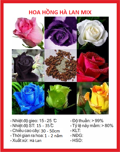 Hạt giống hoa hồng hà lan nhiều màu - Gói 20 hạt