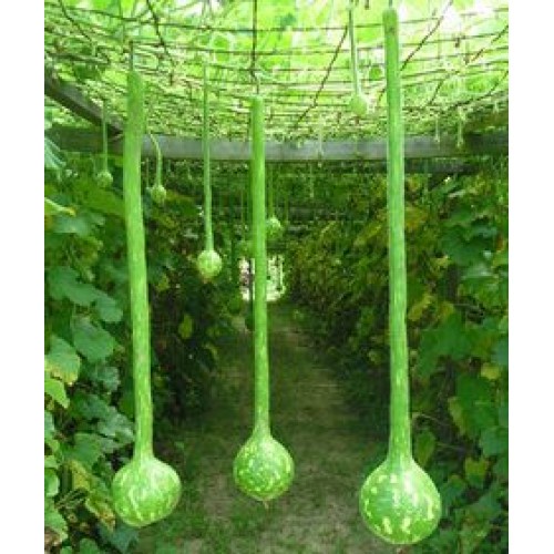 Gói 5 hạt giống bầu gáo dừa