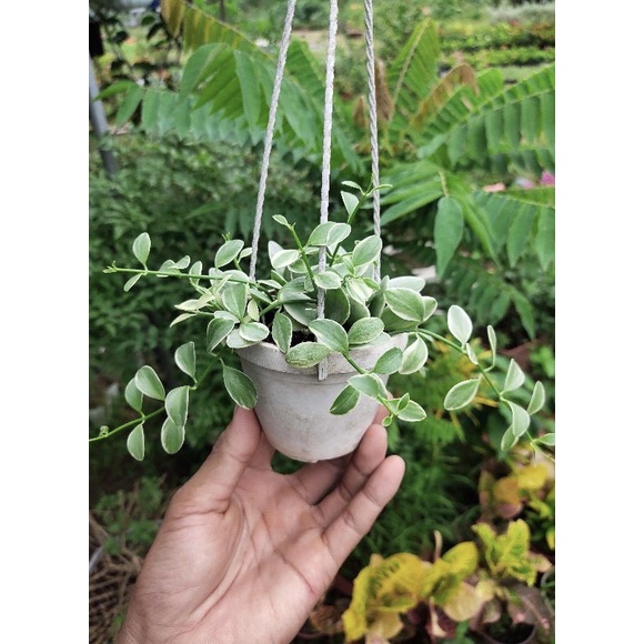 Chậu lan hạt dưa sọc