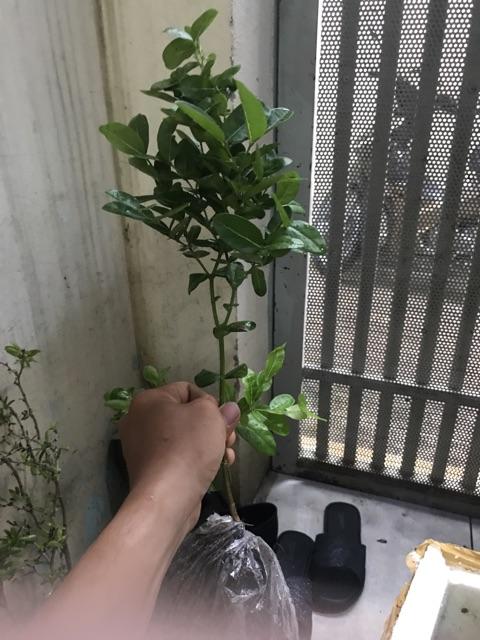 Cây siro siêu trái-cây giống