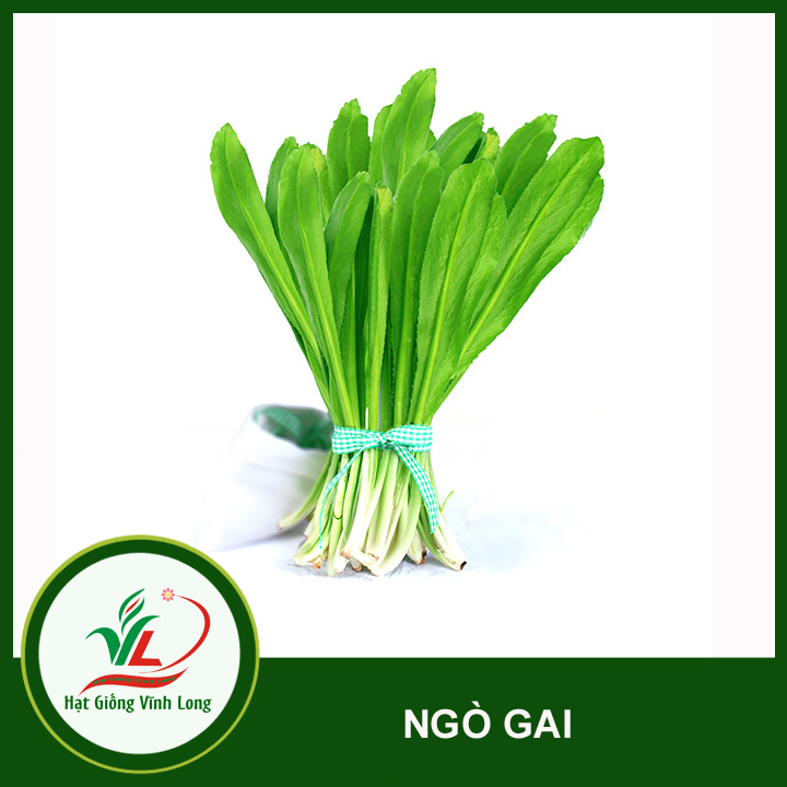 Hạt giống Ngò gai RD 76 - 10g