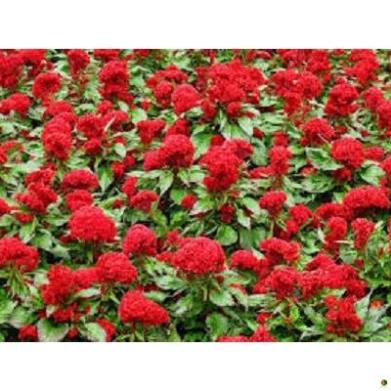 DT02 TRICHO 1kg Nấm trichoderma đối kháng bệnh, Ủ phân vi sinh