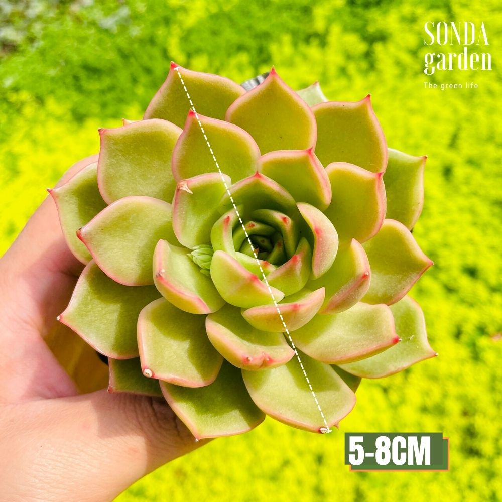 SEN ĐÁ ĐẾ VƯƠNG XÁM SIZE BÉ KHỎE ĐẸP LỖI 1 ĐỔI 1