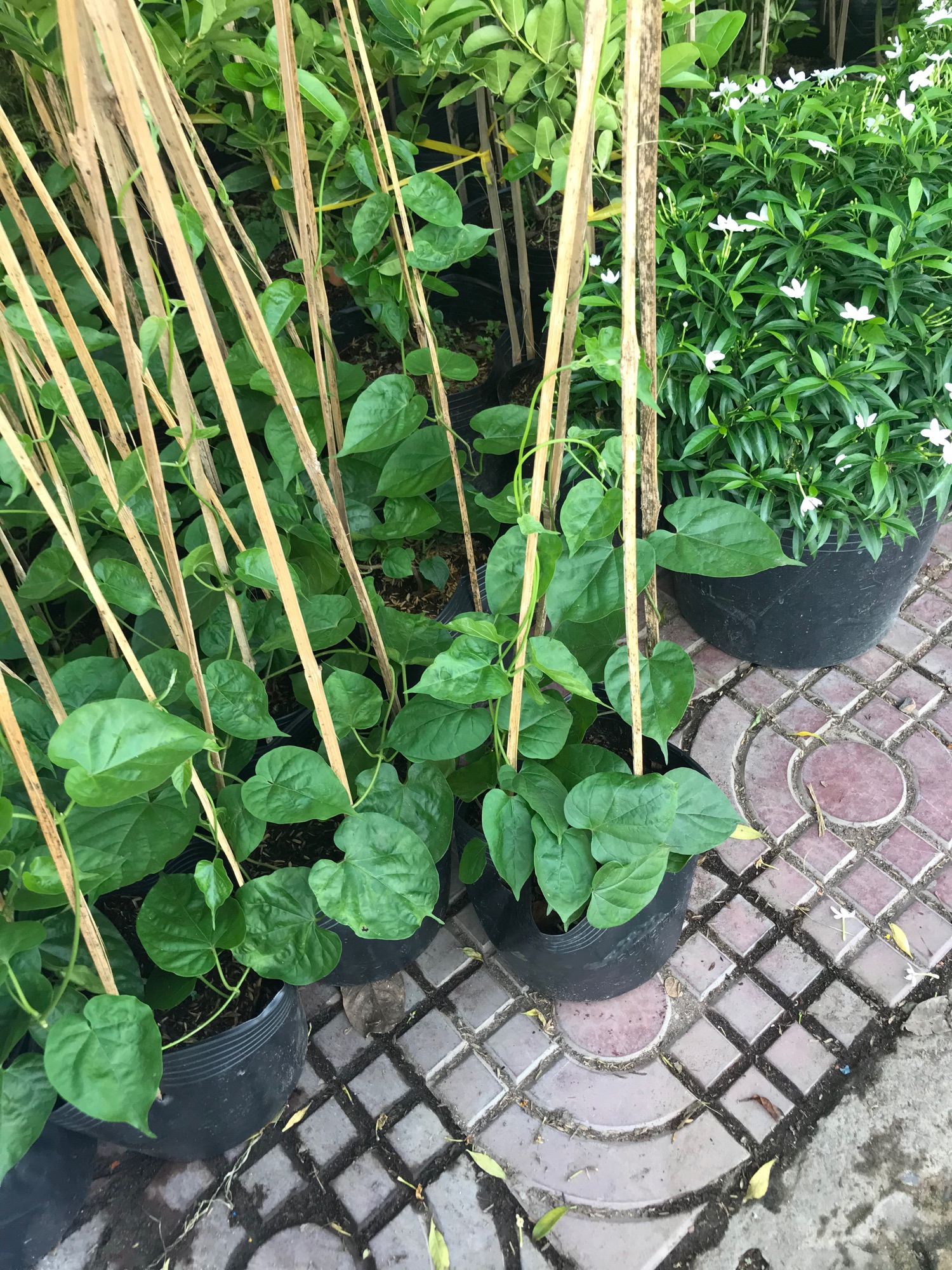 Cây giống hoa thiên lý
