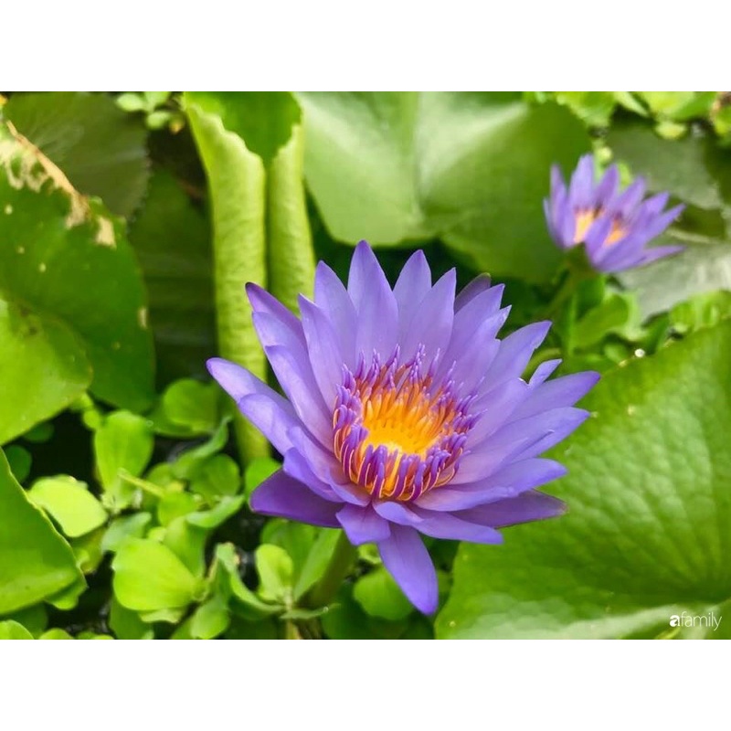 Cây Hoa Súng Thái Lớn Sẳn Hoa
