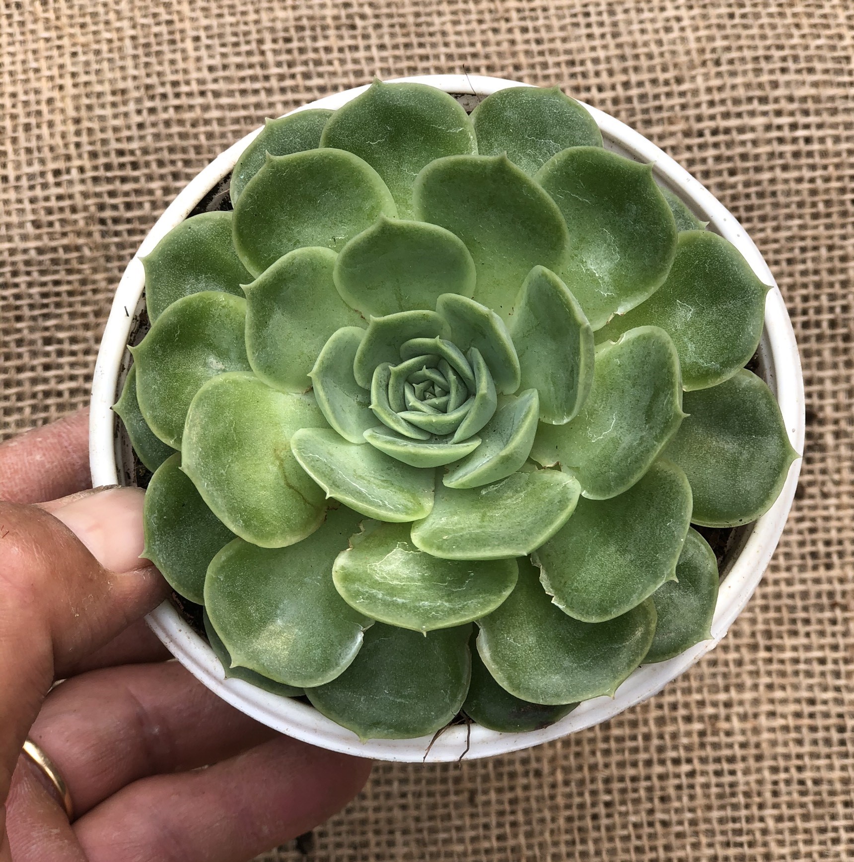 Chậu Sen Đá size vừa SĐ3