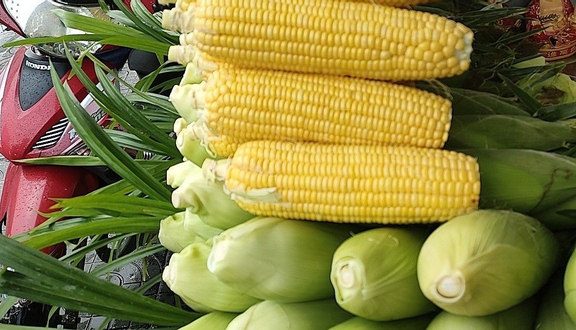 Hạt giống ngô ngọt (bắp mỹ)